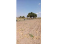 100-hectares-farm-for-sale-along-mumba-road-small-2