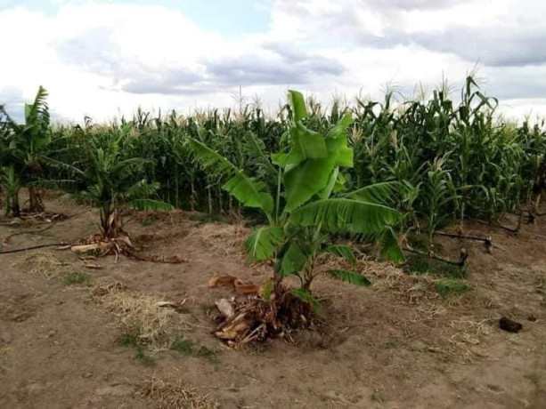 100-hectares-farm-for-sale-along-mumba-road-big-7