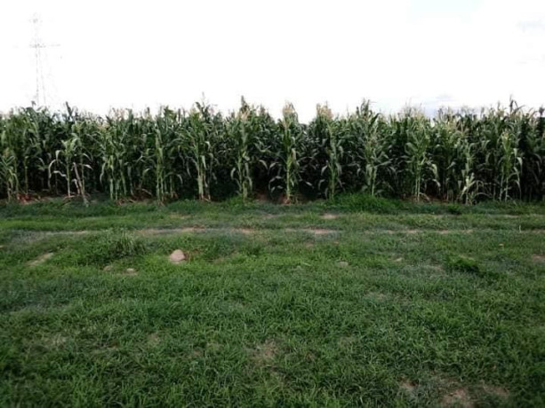 100-hectares-farm-for-sale-along-mumba-road-big-6