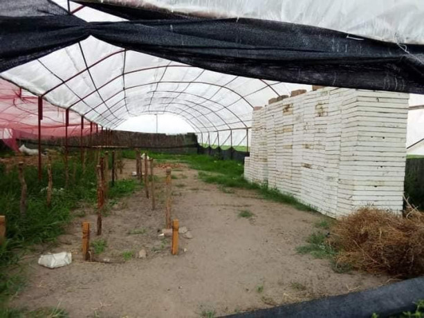 100-hectares-farm-for-sale-along-mumba-road-big-0