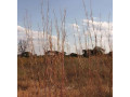 47-hectare-land-for-sale-in-kapiri-mposhi-small-0