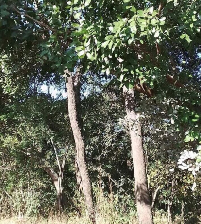 47-hectare-land-for-sale-in-kapiri-mposhi-big-3