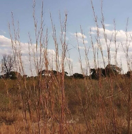 47-hectare-land-for-sale-in-kapiri-mposhi-big-0