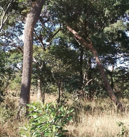 47-hectare-land-for-sale-in-kapiri-mposhi-big-6