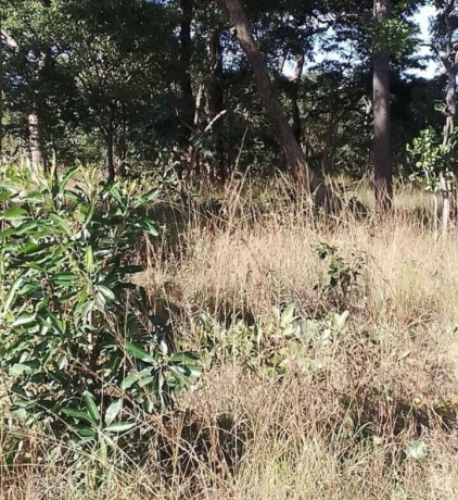 47-hectare-land-for-sale-in-kapiri-mposhi-big-4