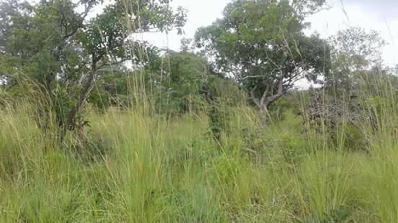 five-acres-of-virgin-land-for-sale-in-mwanawasa-resettlement-area-big-1