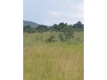 4-hectares-land-for-sale-in-shimabala-small-3