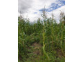 4-hectares-land-for-sale-in-shimabala-small-1