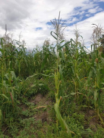 4-hectares-land-for-sale-in-shimabala-big-2