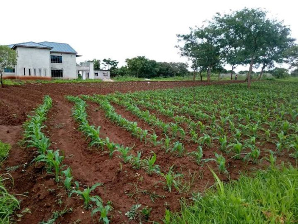 40m-by-50m-plot-for-sale-in-lilayi-estates-big-3