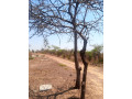 5-acres-plot-for-sale-in-lusaka-west-small-4
