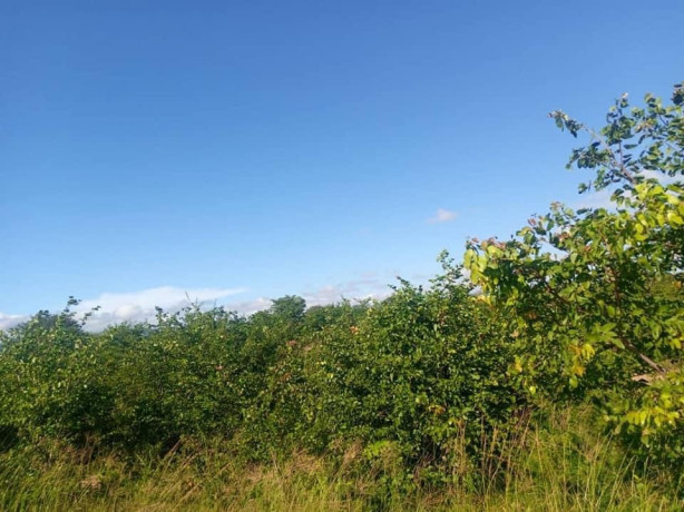 commercial-plot-for-sale-along-mazabuka-road-big-3