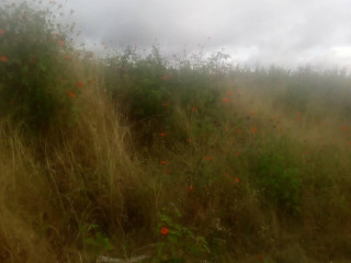 1-acre-land-for-sale-in-mass-media