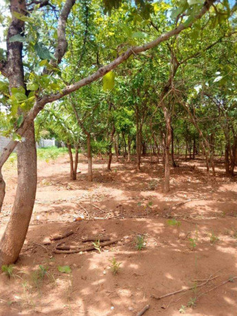 40m-by-25m-plot-for-sale-in-ibex-meanwood-big-3