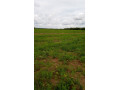 1196-hectares-of-land-for-sale-in-luwombwa-small-3