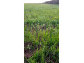 1196-hectares-of-land-for-sale-in-luwombwa-small-5