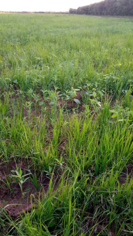 1196-hectares-of-land-for-sale-in-luwombwa-big-5