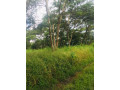 9-acres-farm-for-sale-in-shimabala-small-3