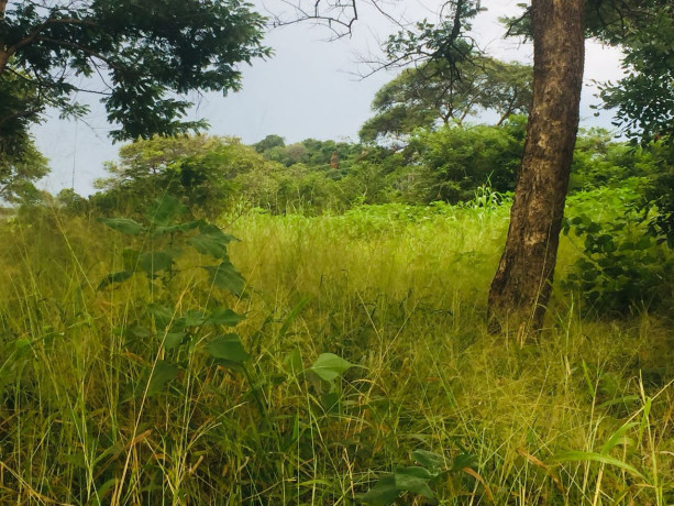 9-acres-farm-for-sale-in-shimabala-big-5