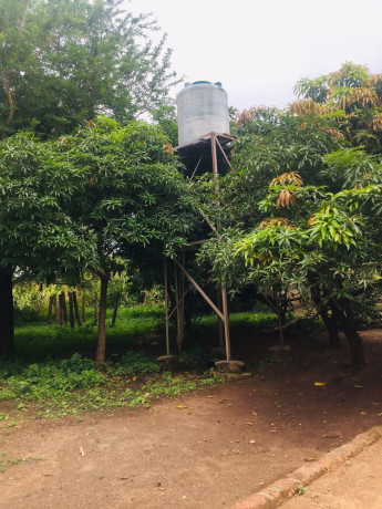 9-acres-farm-for-sale-in-shimabala-big-4