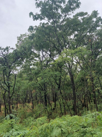 1-acre-plot-for-sale-in-new-kasama-big-2