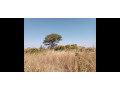 125-acres-land-for-sale-in-chongwe-small-2