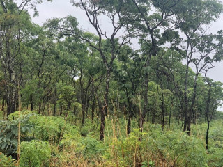 1-acre-land-for-sale-in-new-kasama