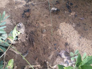 100-hectares-of-land-for-sale-in-ndola-zambia