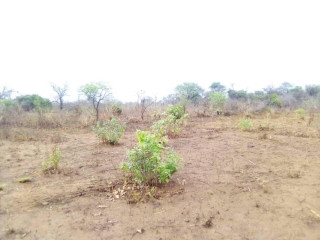 40-hectares-land-for-sale-in-chinyunyu