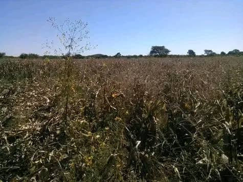 5-hectares-land-for-sale-in-kasisi-big-3