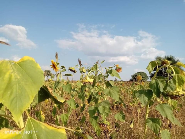 5-acres-farm-land-for-sale-along-mumbwa-road-big-3
