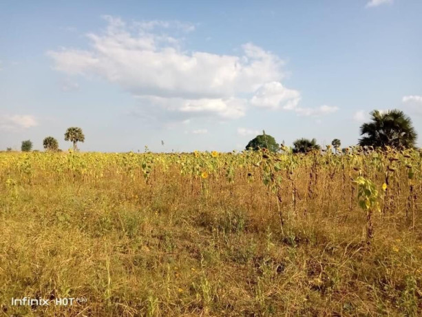 5-acres-farm-land-for-sale-along-mumbwa-road-big-6
