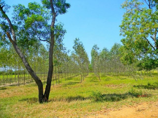 2-hectares-farm-plot-for-sale-in-chongwe