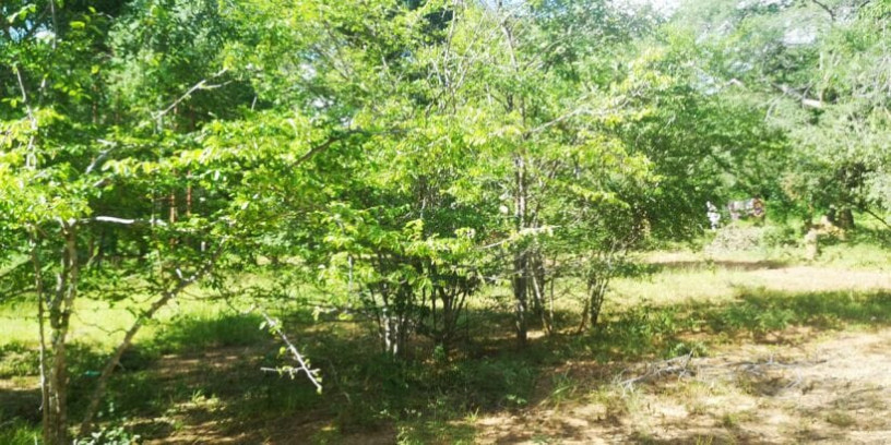 60-acre-farm-for-sale-in-kafue-big-5