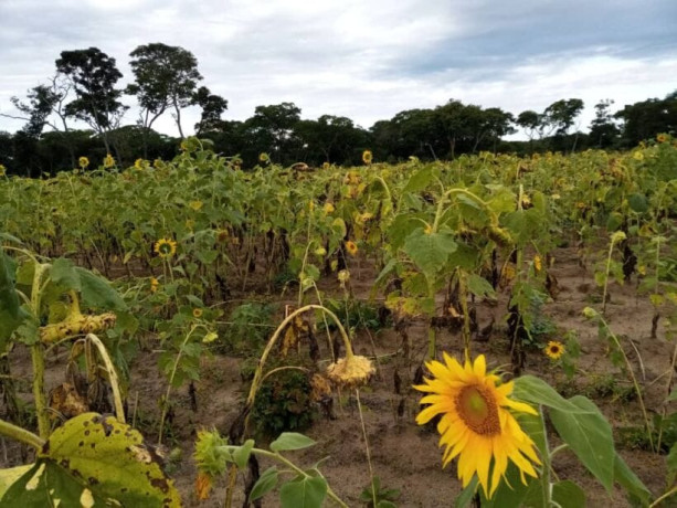 300-hectare-land-for-sale-in-zambezi-big-0