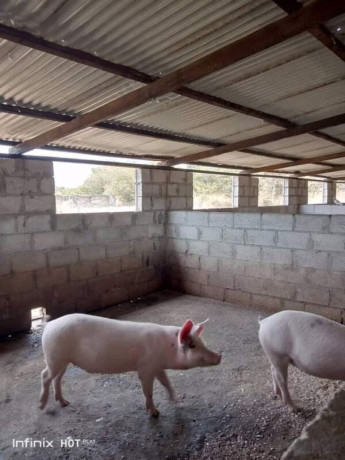 41-hectare-farm-for-sale-in-chongwe-big-5