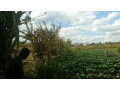farm-for-sale-in-kalulushi-small-4