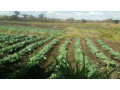 farm-for-sale-in-kalulushi-small-6