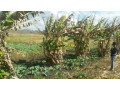 farm-for-sale-in-kalulushi-small-9