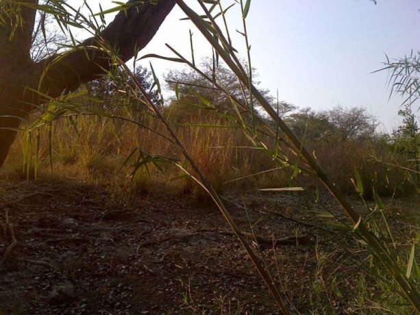 farm-for-sale-in-mpongwe-big-6