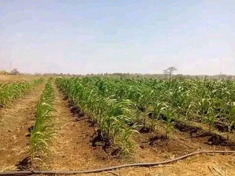 10-acres-farm-for-sale-in-makeni-konga-big-2