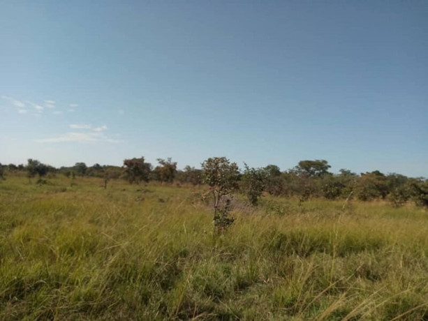 35m-by-20m-plot-for-sale-in-silverest-big-0