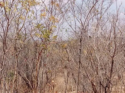 20-hectares-land-for-sale-in-chongwe-big-3