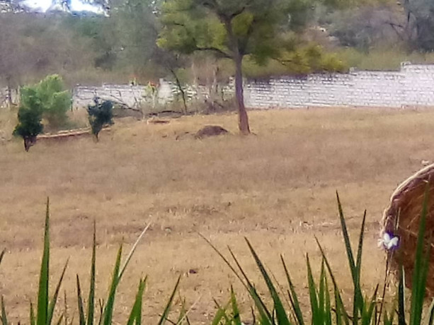 massive-20-acre-land-in-new-kasama-big-4