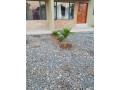 2-bedroom-flat-for-rent-in-chalala-small-5