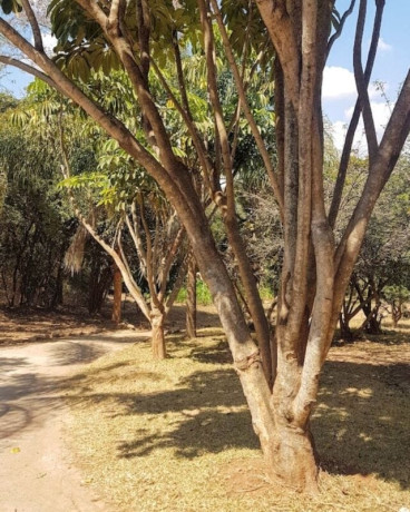 plots-for-sale-in-roma-big-3