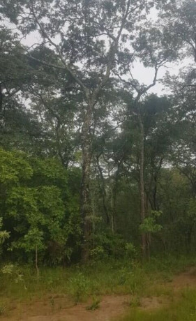 1017-hectare-farm-land-for-sale-big-0