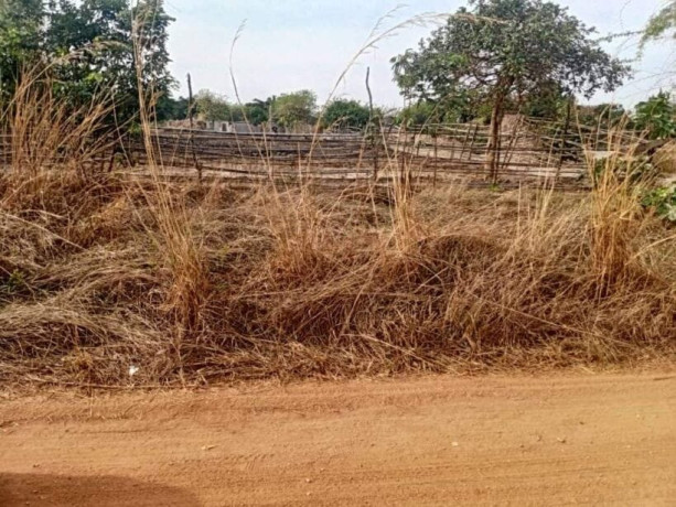 1-hectar-farm-for-sale-in-kamfinsa-big-5