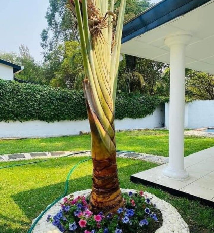 beautiful-and-spacious-3-bedroom-house-for-rent-in-roma-big-1