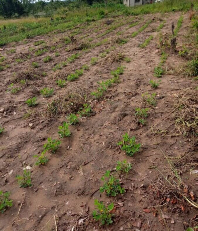 10-acres-farm-for-sale-in-22-miles-big-6